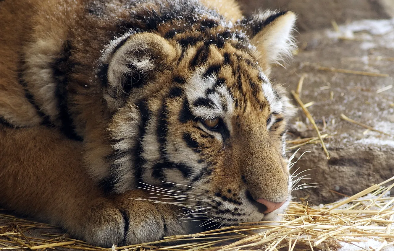 Photo wallpaper cat, macro, tiger