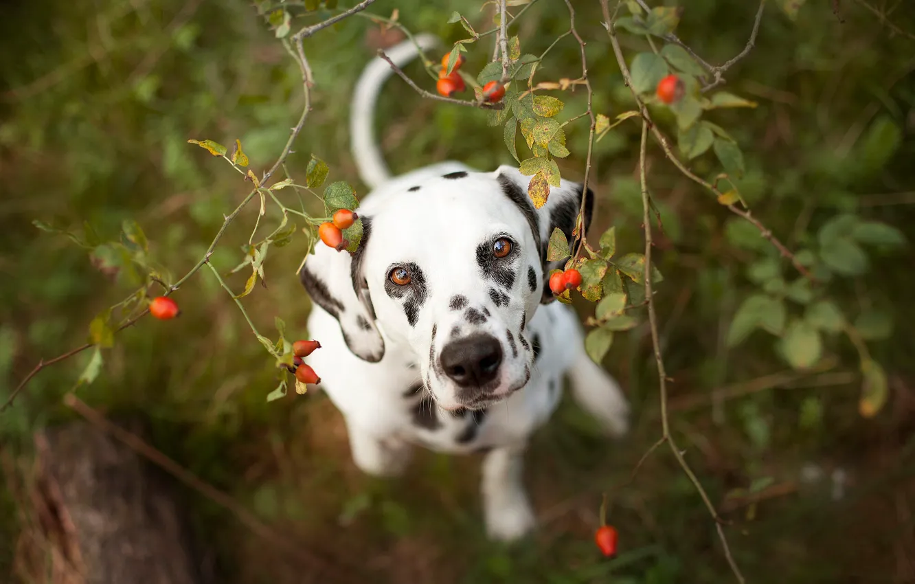 Photo wallpaper look, face, leaves, branches, portrait, dog, fruit, briar