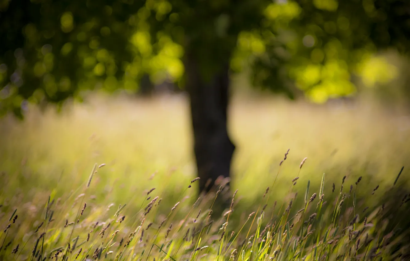 Photo wallpaper field, grass, tree