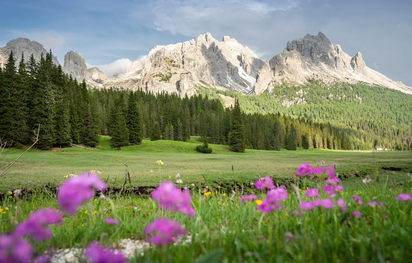 Photo wallpaper forest, summer, the sky, grass, flowers, mountains, nature, rocks
