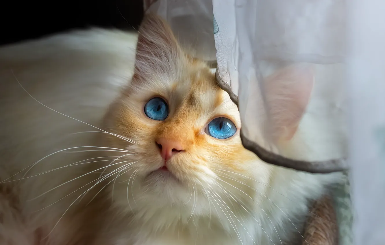 Photo wallpaper cat, cat, look, face, portrait, curtain