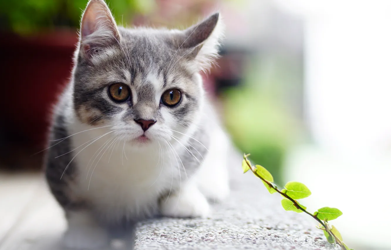 Photo wallpaper sweetheart, baby, kitty