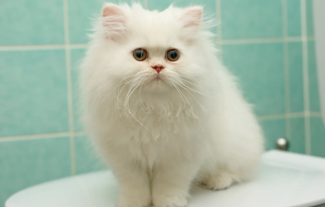 Photo wallpaper white, fluffy, pers, kitty