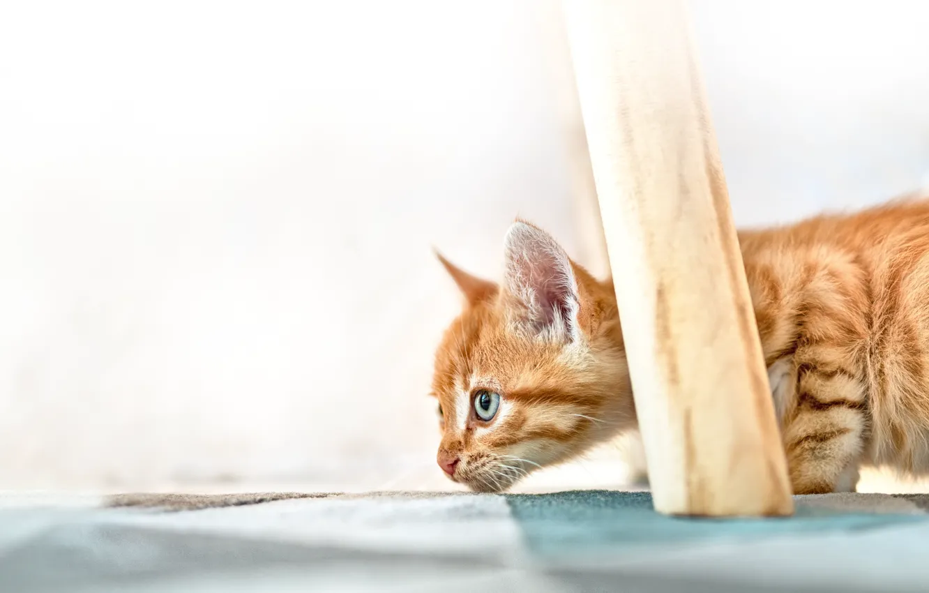 Photo wallpaper red, kitty, cat