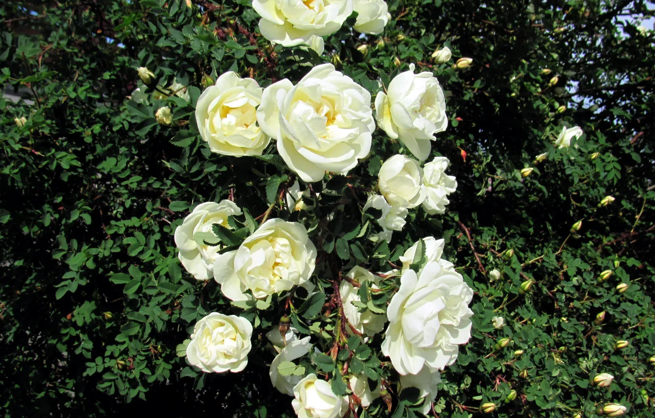 Photo wallpaper Bush, roses, white