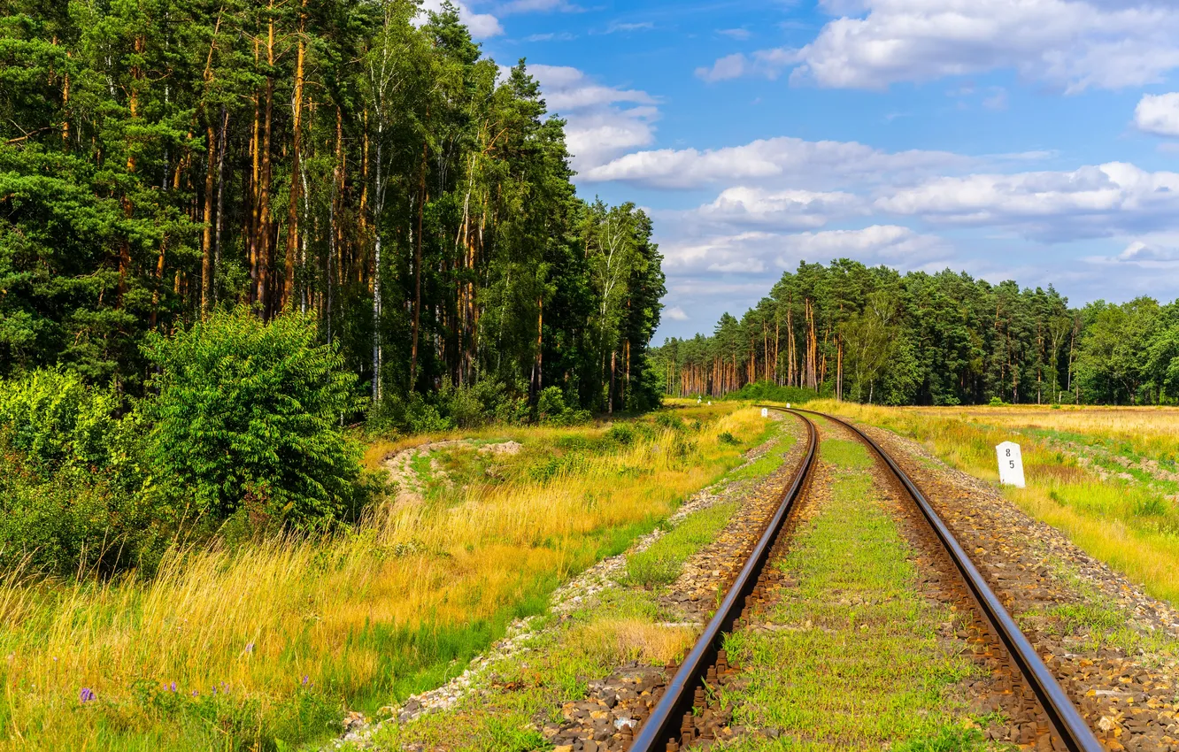 Photo wallpaper forest, Rail Road, landcape
