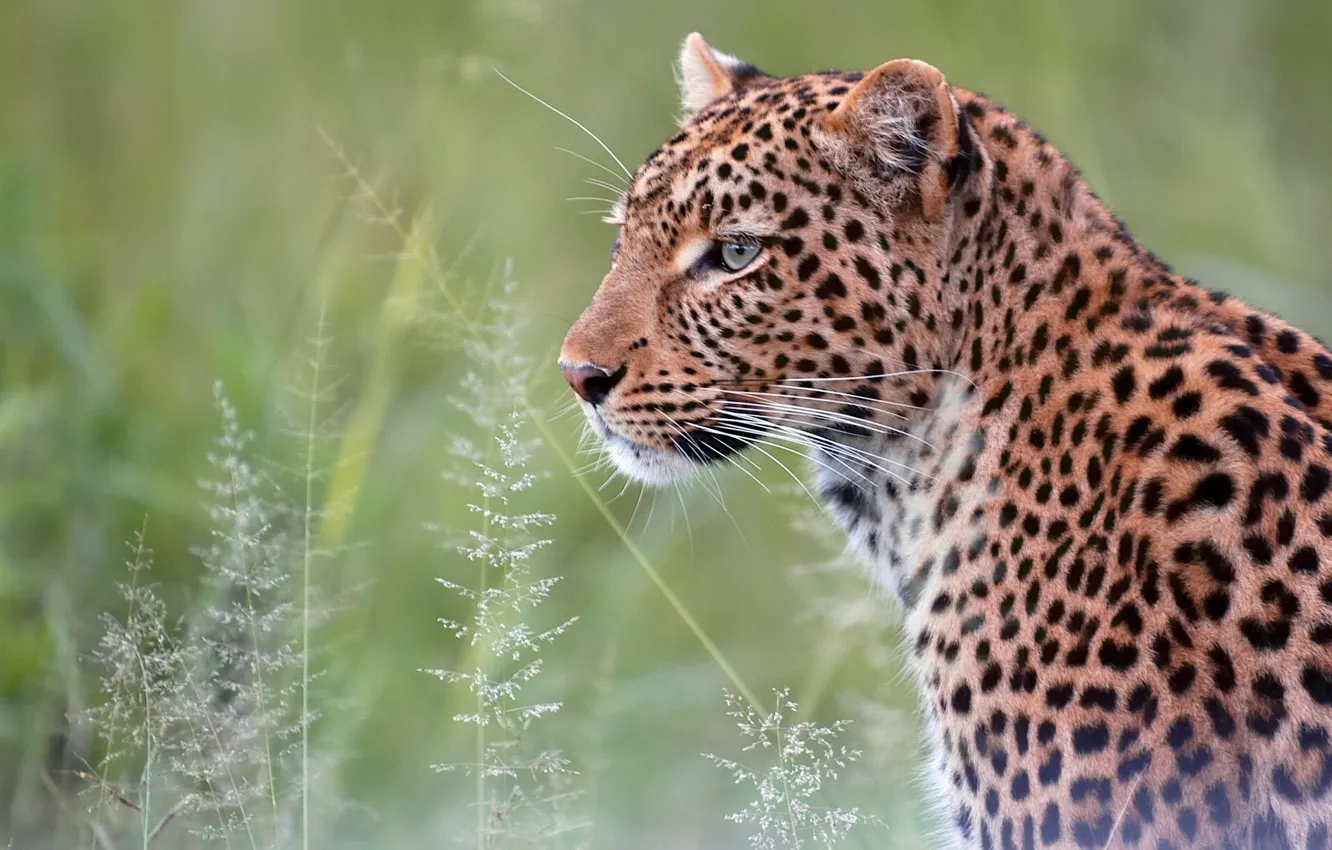 Photo wallpaper portrait, predator, leopard, wild cat