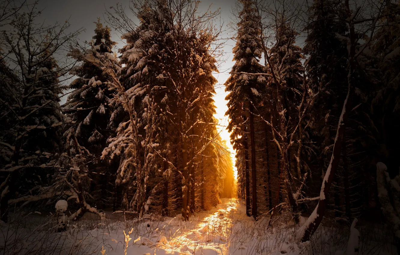Photo wallpaper forest, snow, nature, morning