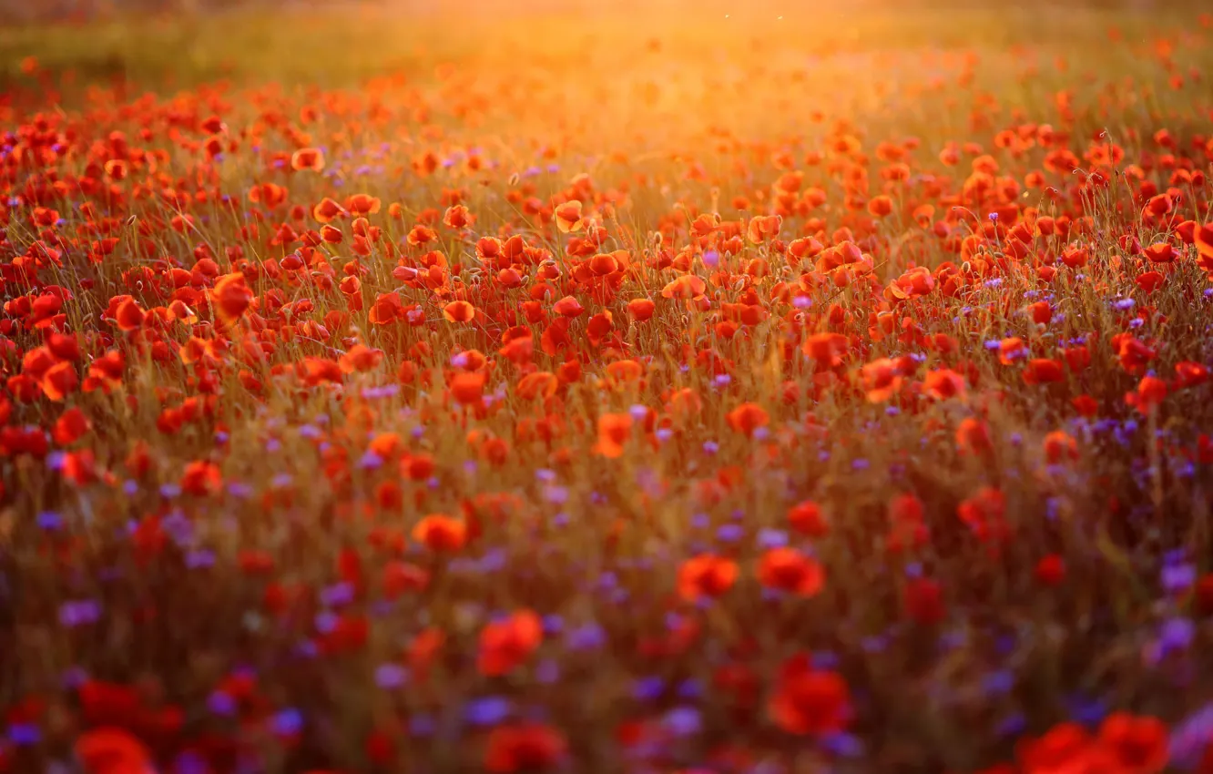 Photo wallpaper light, red, Maki, meadow