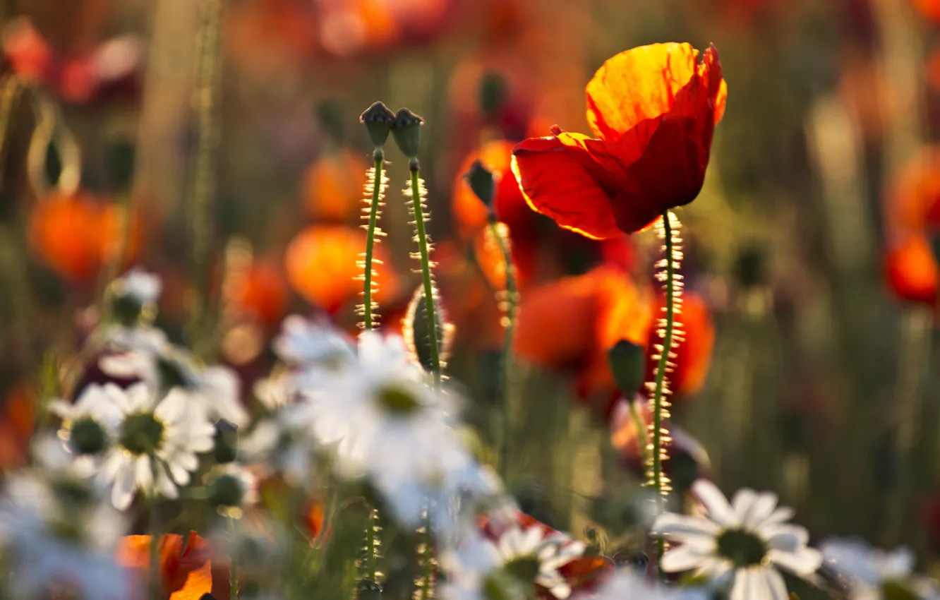Photo wallpaper grass, Maki, chamomile