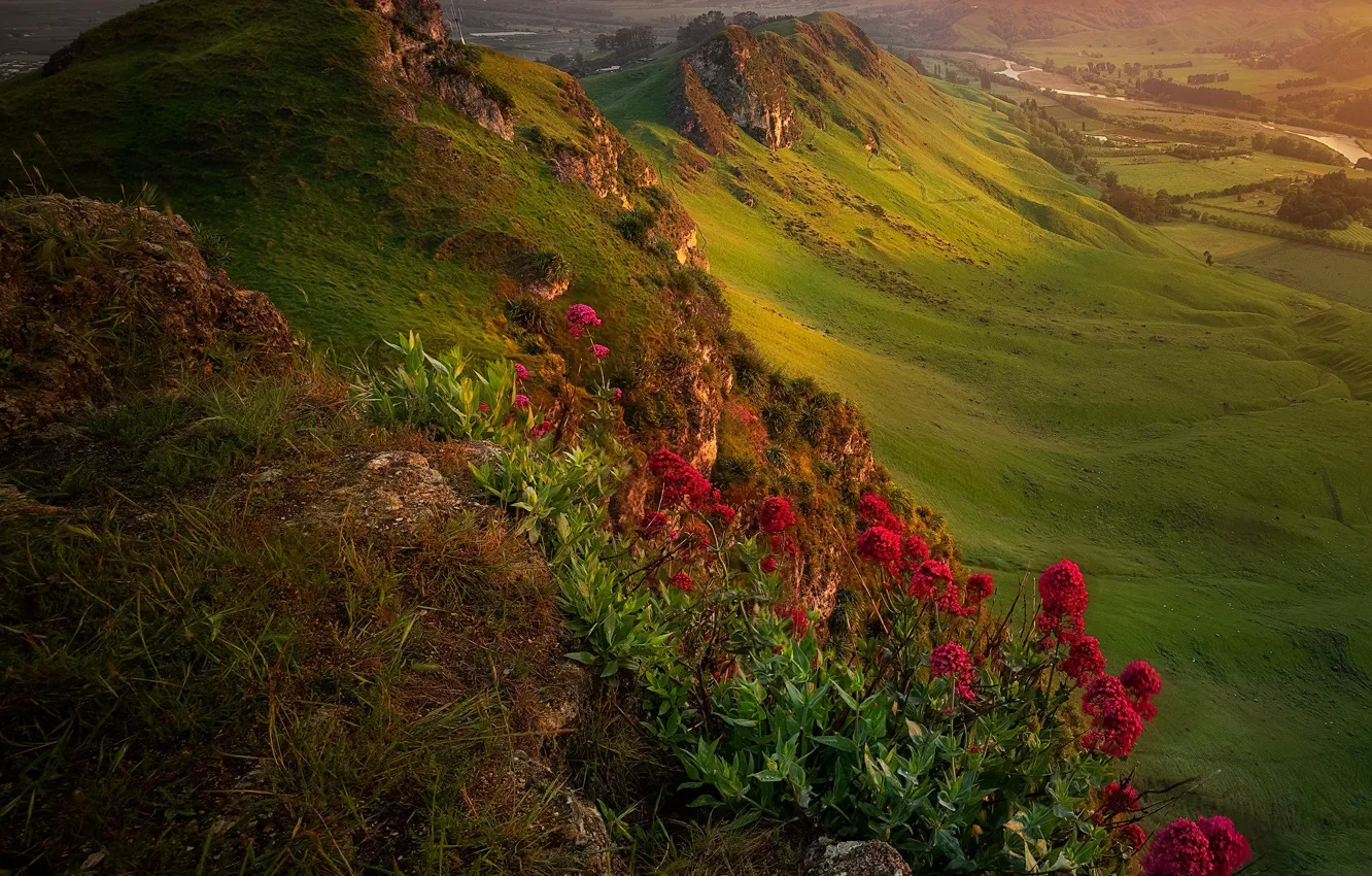 Photo wallpaper landscape, flowers, mountains, nature, New Zealand