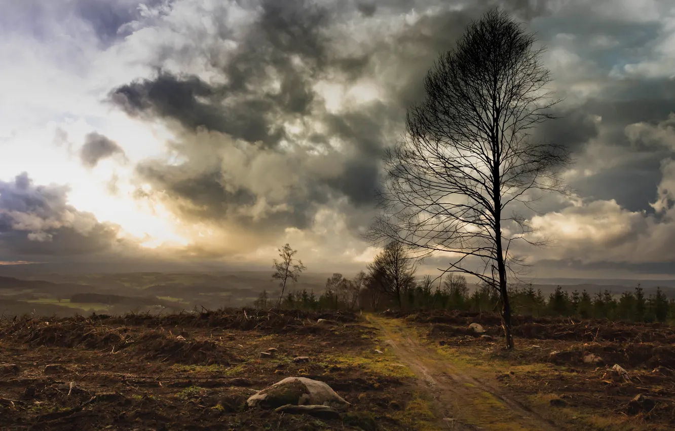 Photo wallpaper road, field, autumn, forest, the sky, clouds, trees, landscape