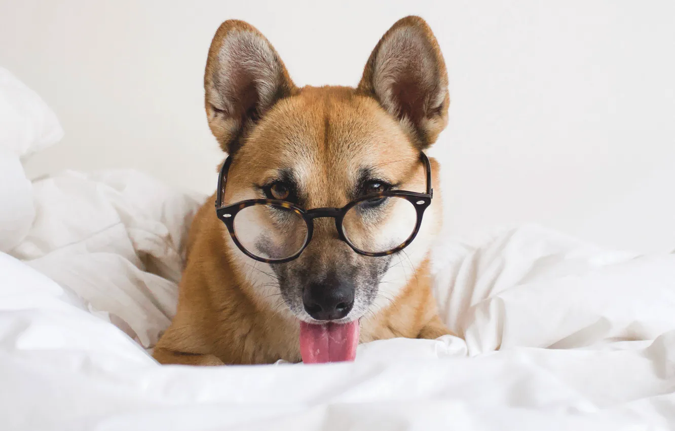 Photo wallpaper language, look, bed, dog, glasses, blanket, dog