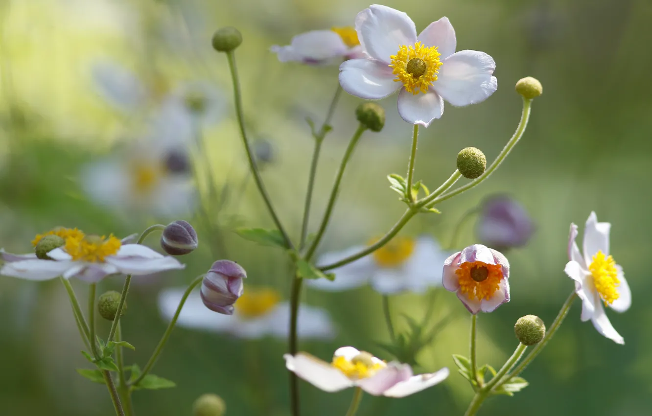 Photo wallpaper field, flowers, plant, petals, meadow