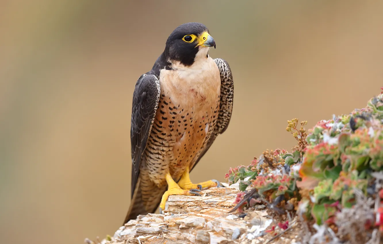Photo wallpaper look, background, bird, vegetation, Falcon, predatory
