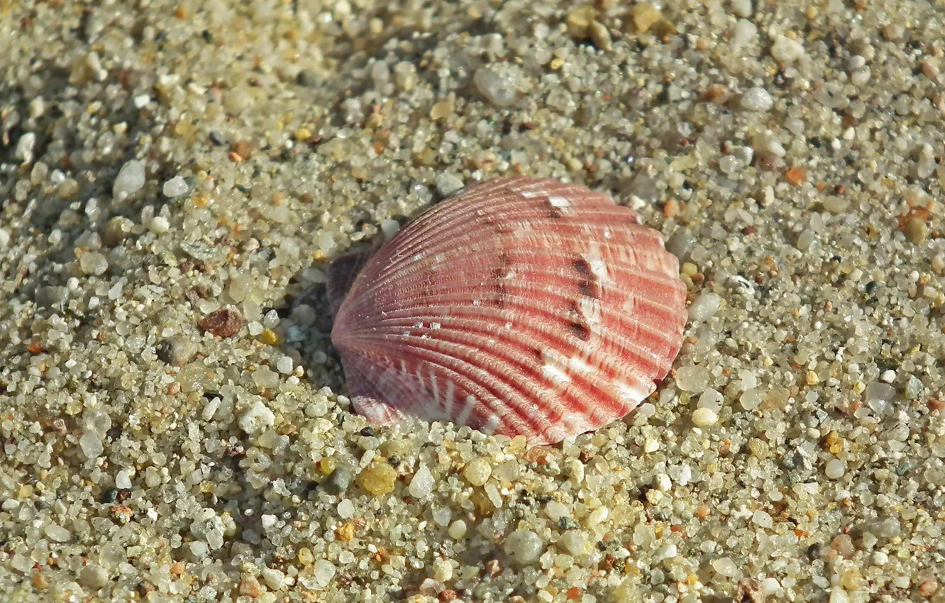 Photo wallpaper sand, sea, shell