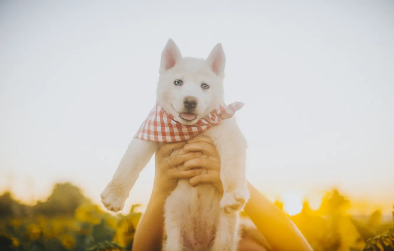 Photo wallpaper white, dog, hands, puppy