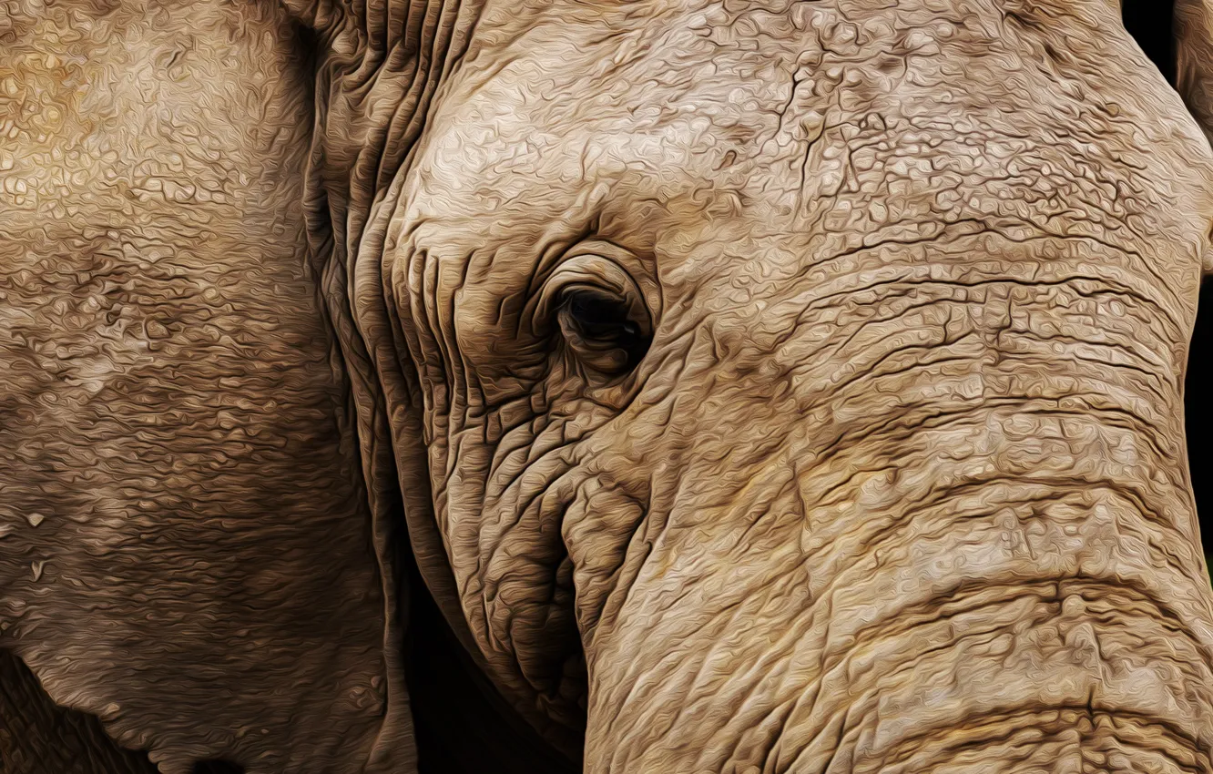 Photo wallpaper look, elephant, ears