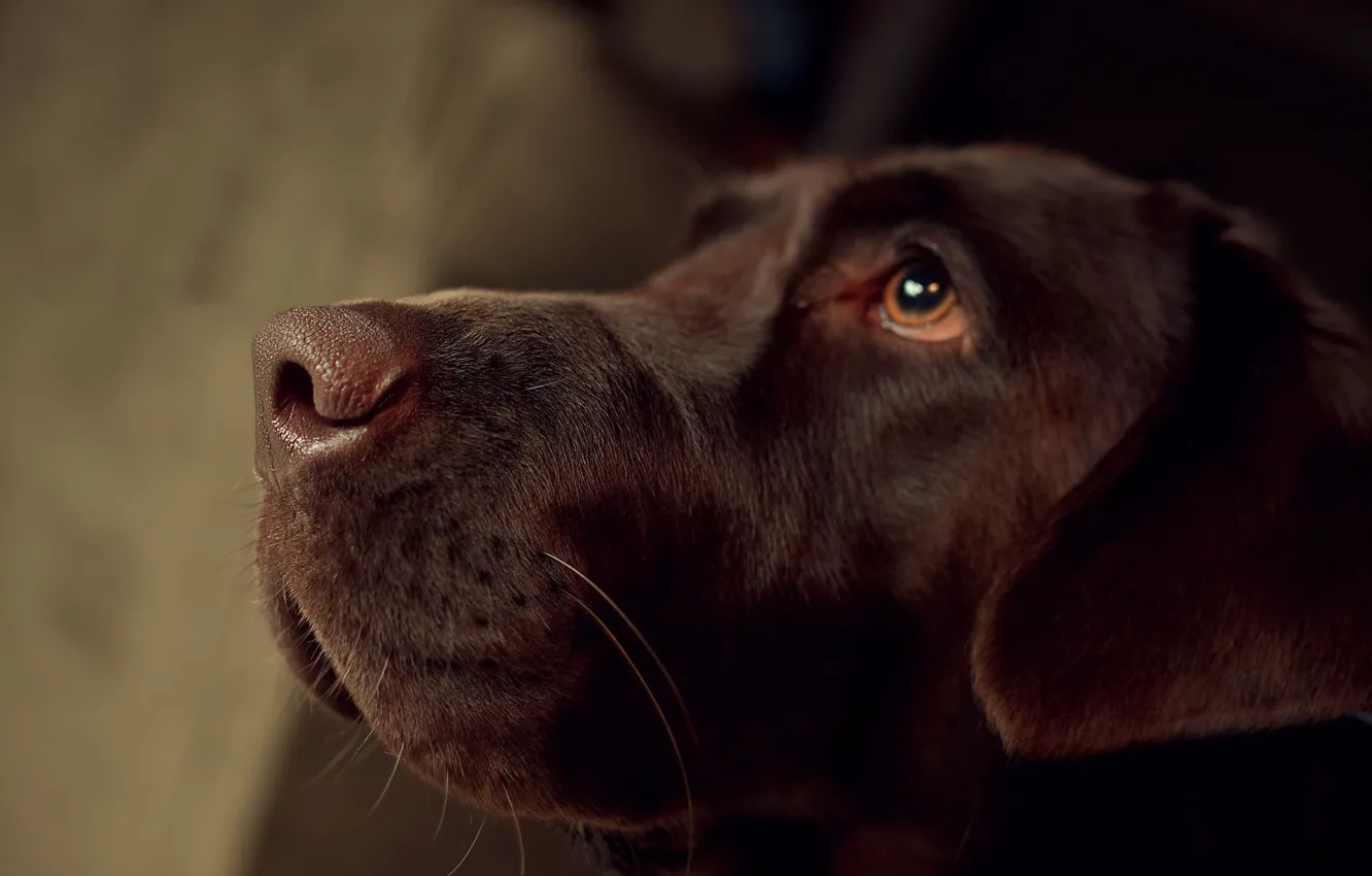 Photo wallpaper dog, nose, Labrador