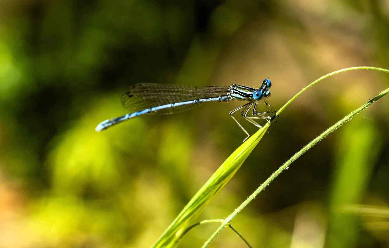 Photo wallpaper blue, wings, dragonfly, stem, insect, a blade of grass