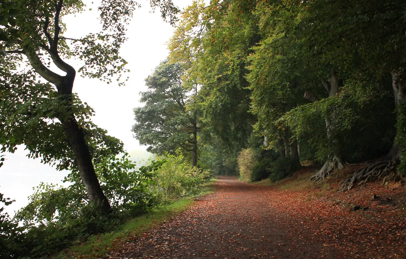 Photo wallpaper Autumn, Forest, Foliage, Track, Autumn, Road, Forest, Leaves