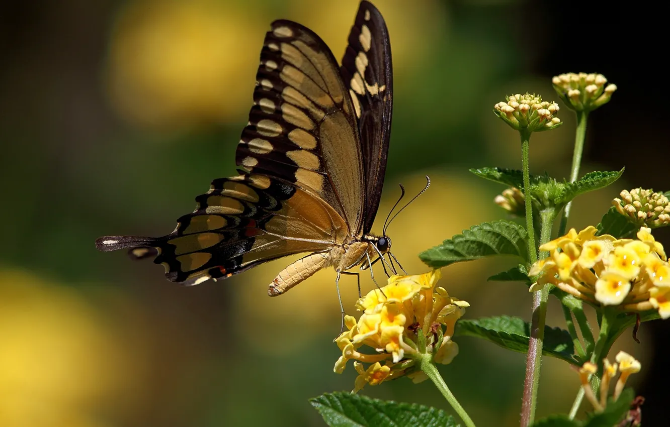 Photo wallpaper butterfly, yellow flowers, swallowtail