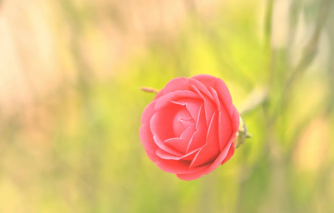 Photo wallpaper flowers, nature, background