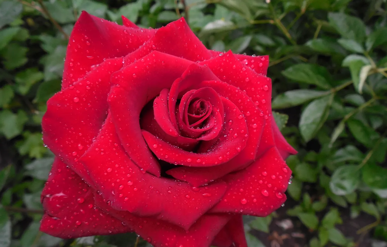 Photo wallpaper drops, flowers, Rosa, roses, petals