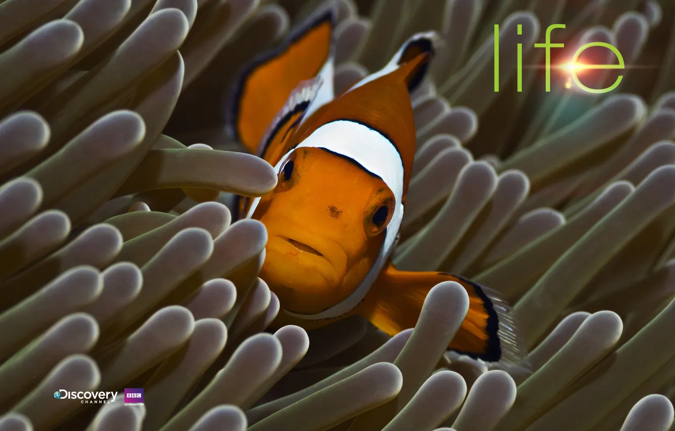 Photo wallpaper nature, beast, wild