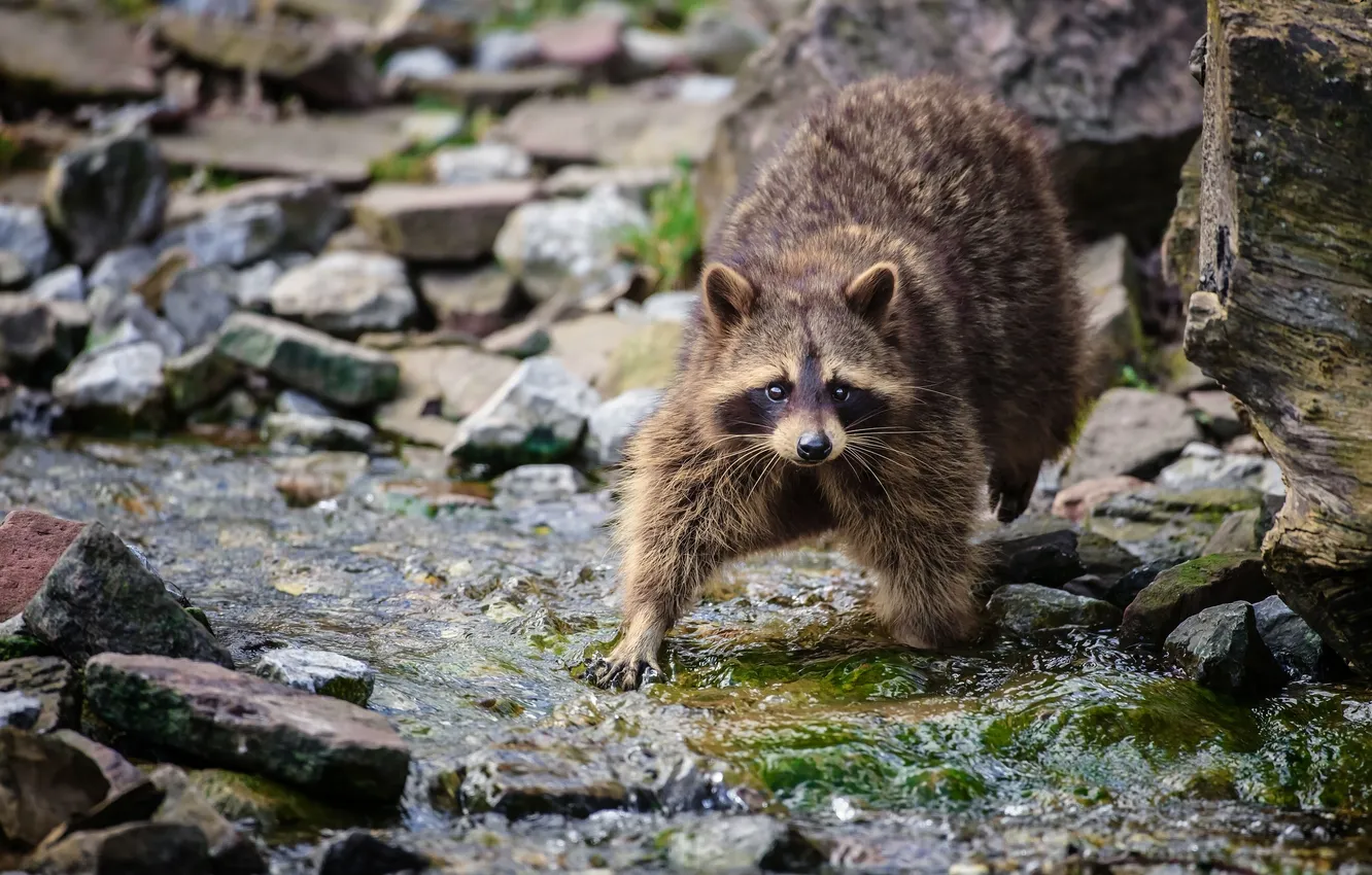 Photo wallpaper stream, stones, raccoon