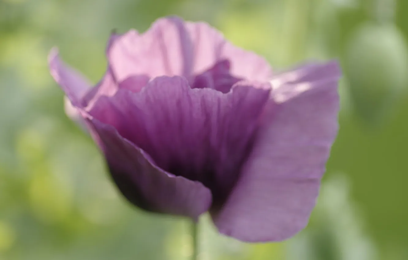 Photo wallpaper macro, flowers, plant, Mac, lilac
