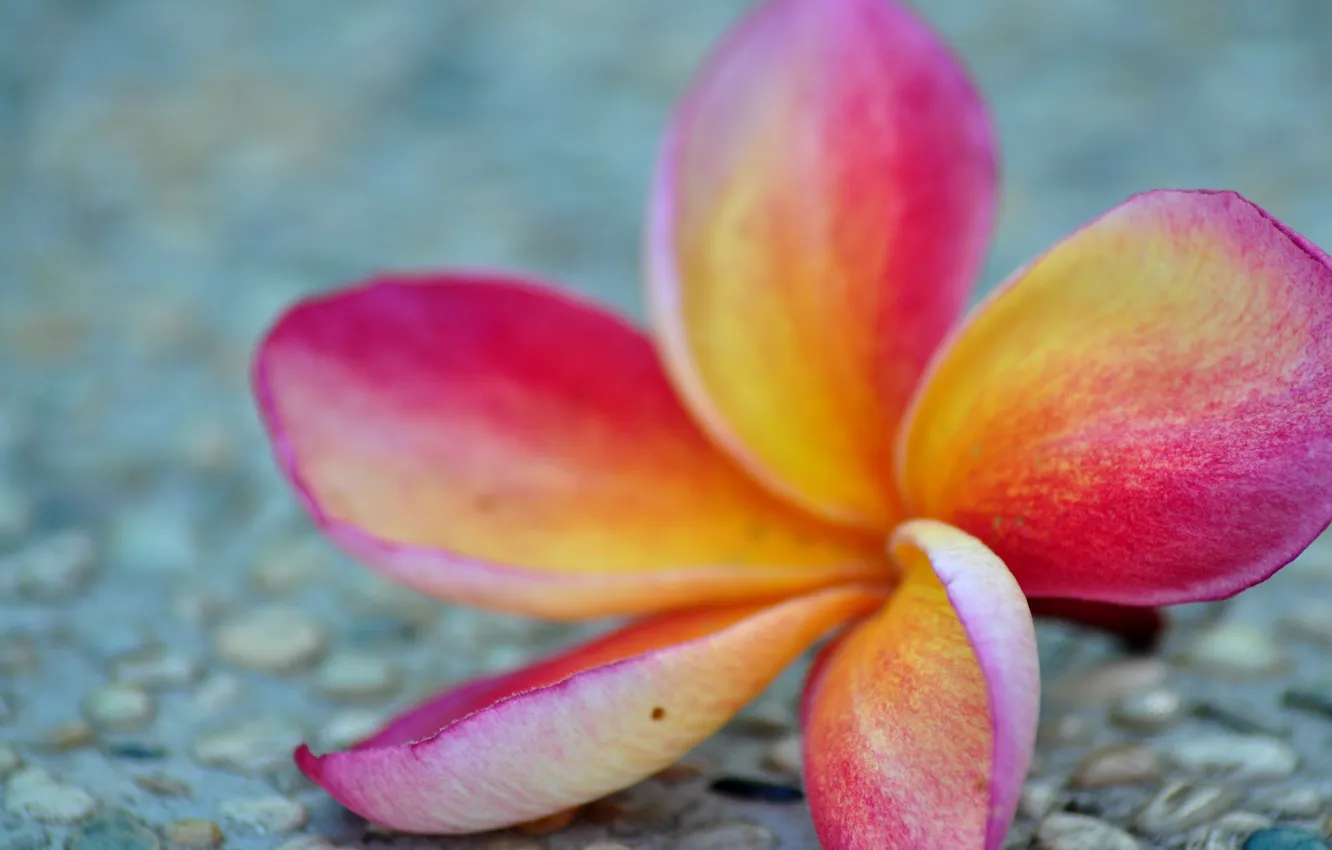 Photo wallpaper macro, flowers, petals