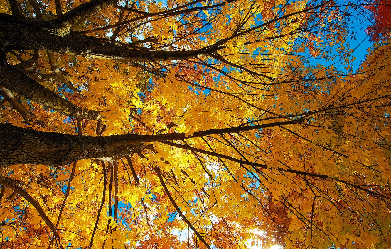 Photo wallpaper autumn, the sky, leaves, trees, trunk, crown