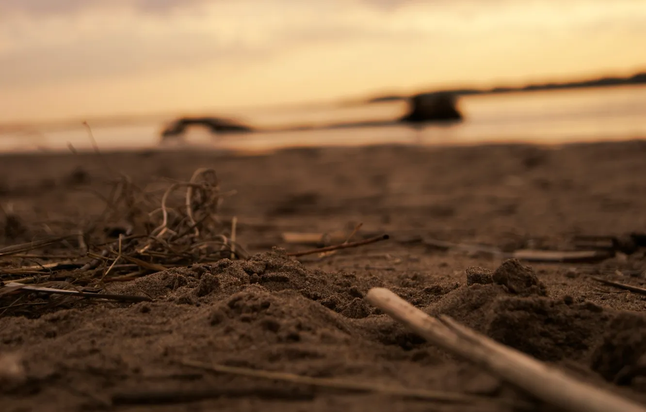 Photo wallpaper sand, sunset, branches, shore, firewood