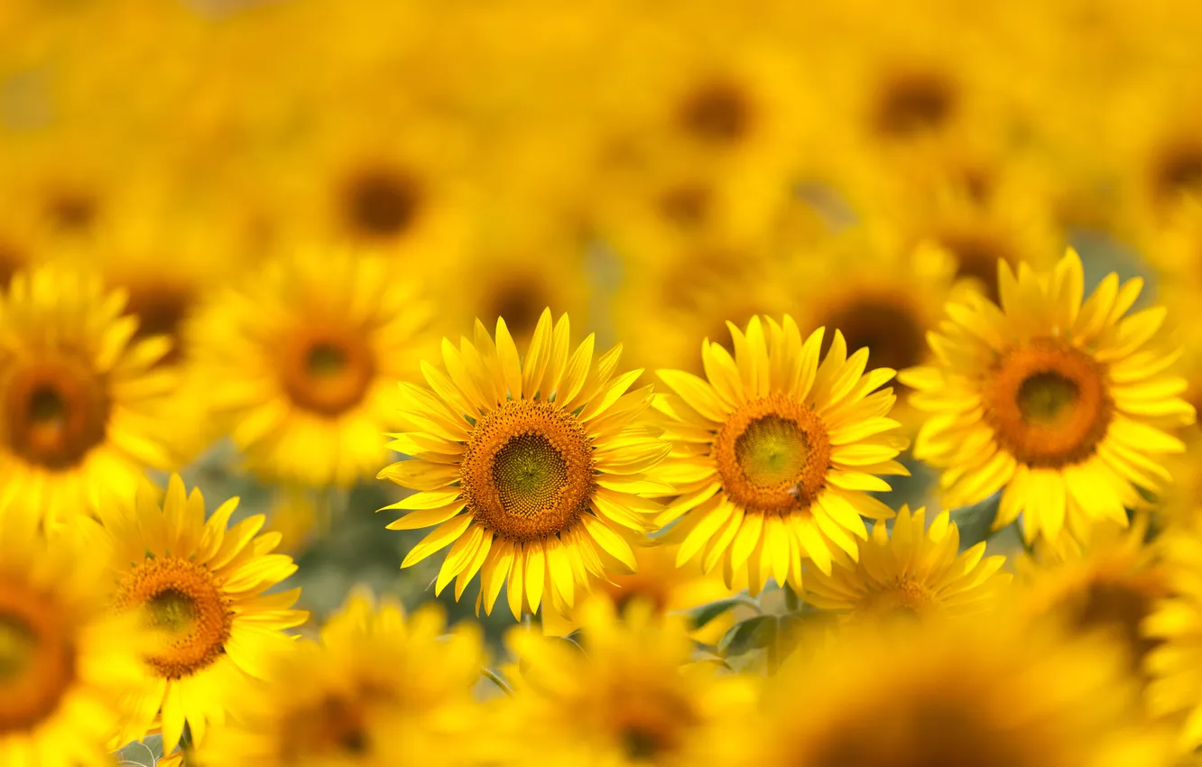 Photo wallpaper field, sunflowers, flowers, sunflowers, field flowers