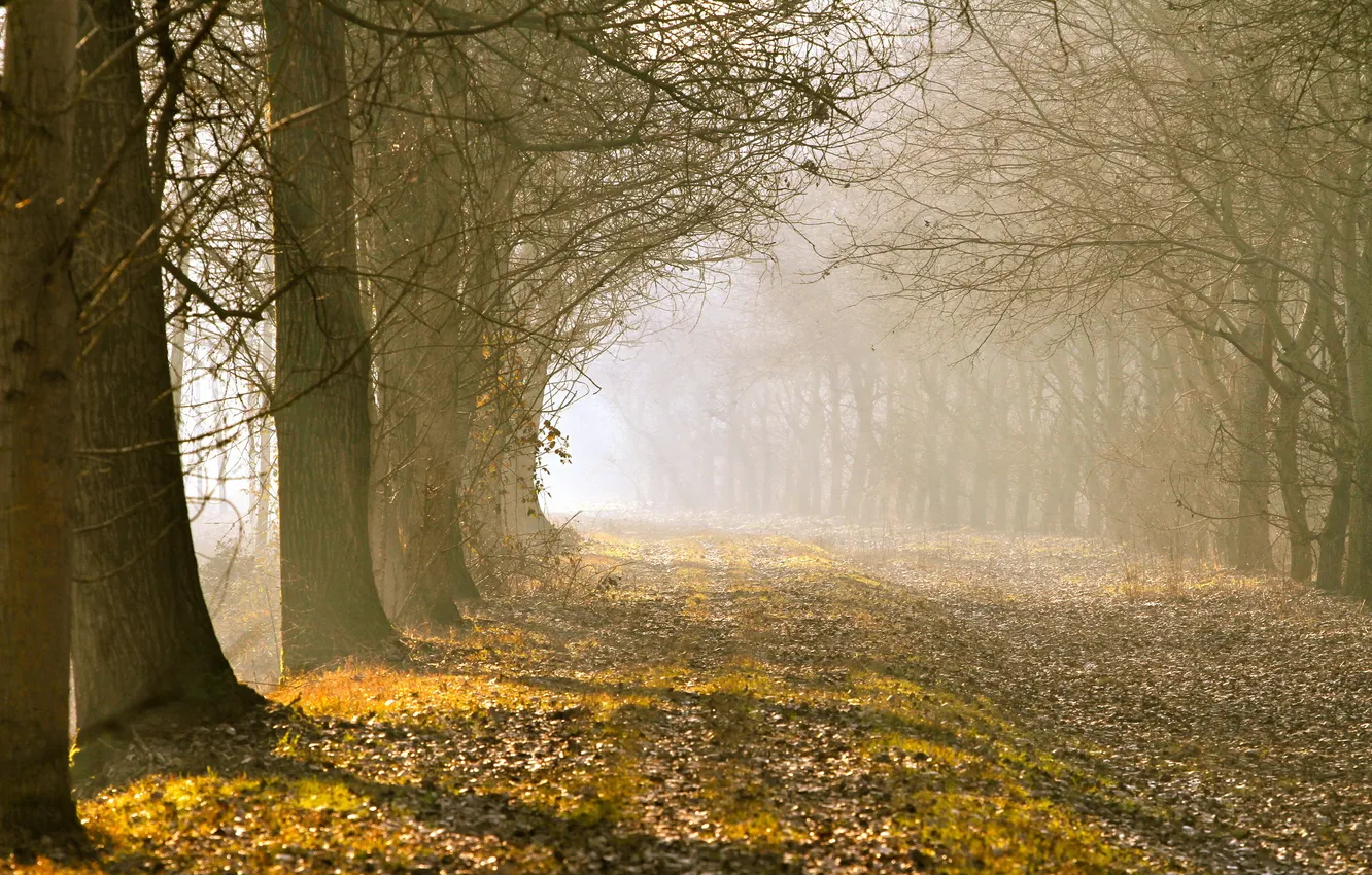 Photo wallpaper trees, fog, morning