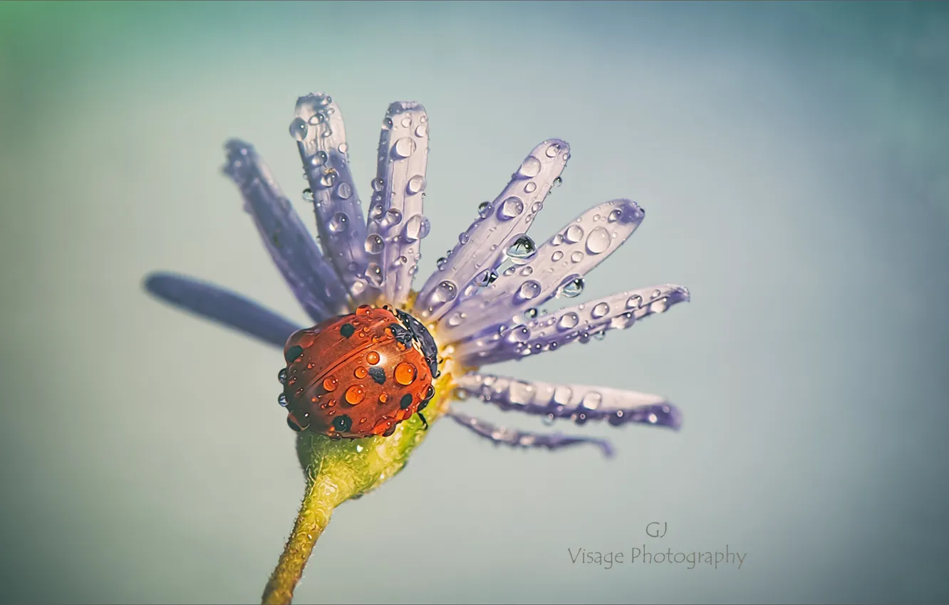 Photo wallpaper flower, water, drops, nature, ladybug, by GJ-Vernon