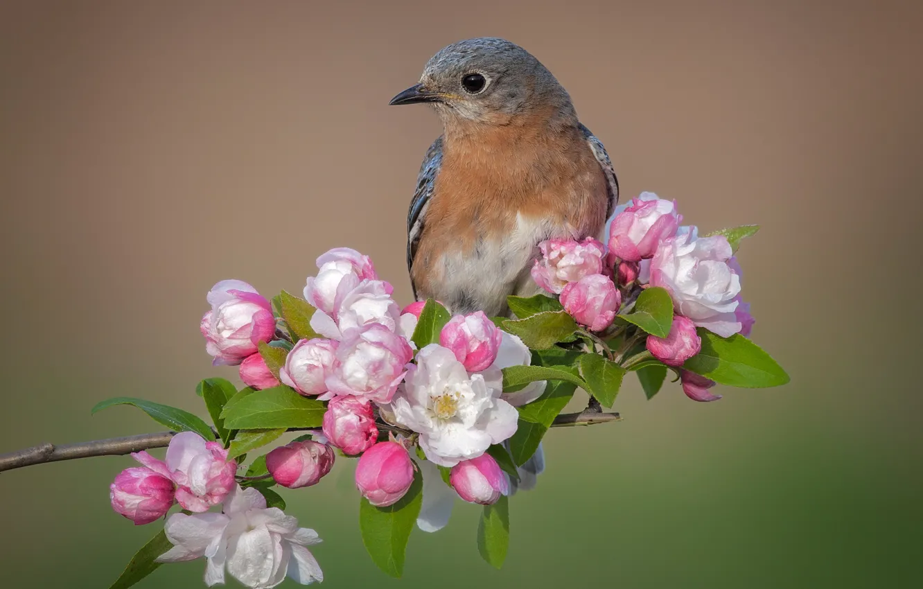 Photo wallpaper flowers, background, bird, spring, Apple, East sialia