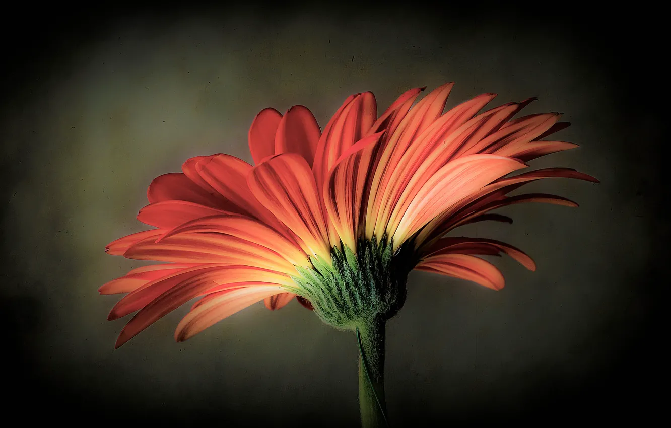 Photo wallpaper macro, petals, gerbera