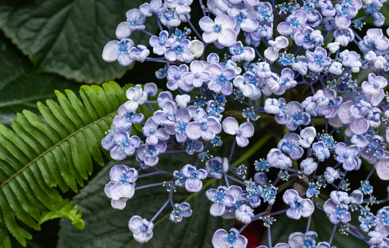 Photo wallpaper background, plant, Blue flowers