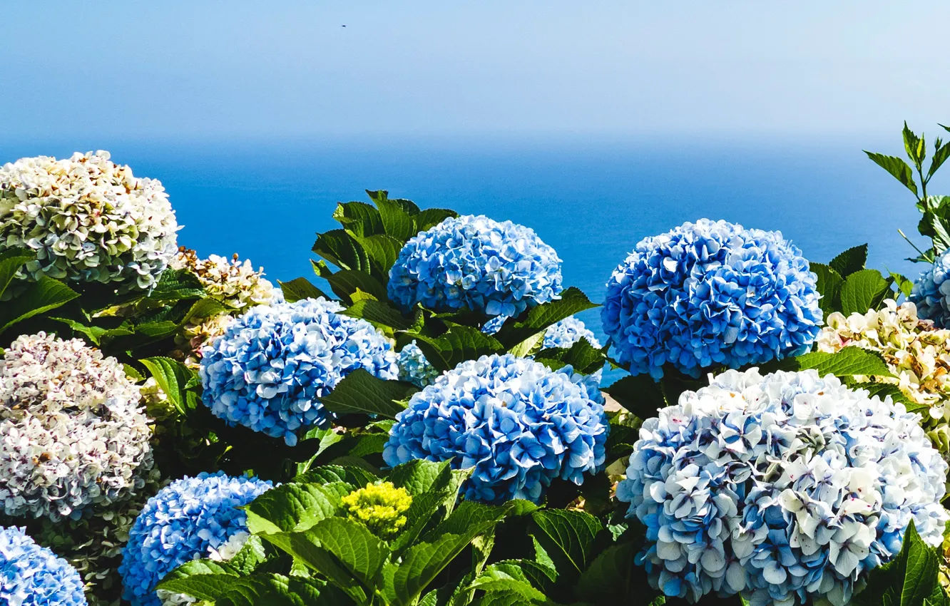 Photo wallpaper sea, the sky, leaves, flowers, blue, blue, shore, hat