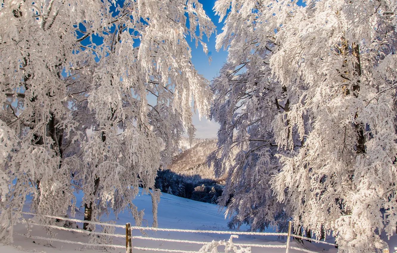 Photo wallpaper winter, snow, trees, mountains, the fence, slope