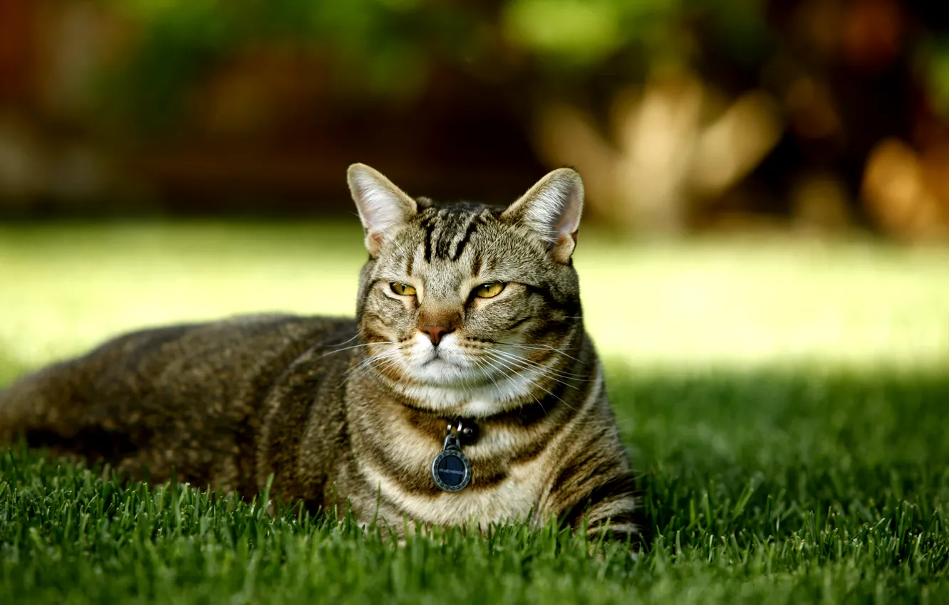 Photo wallpaper cat, grass, nature, a kind of British tortoiseshell, pedigree