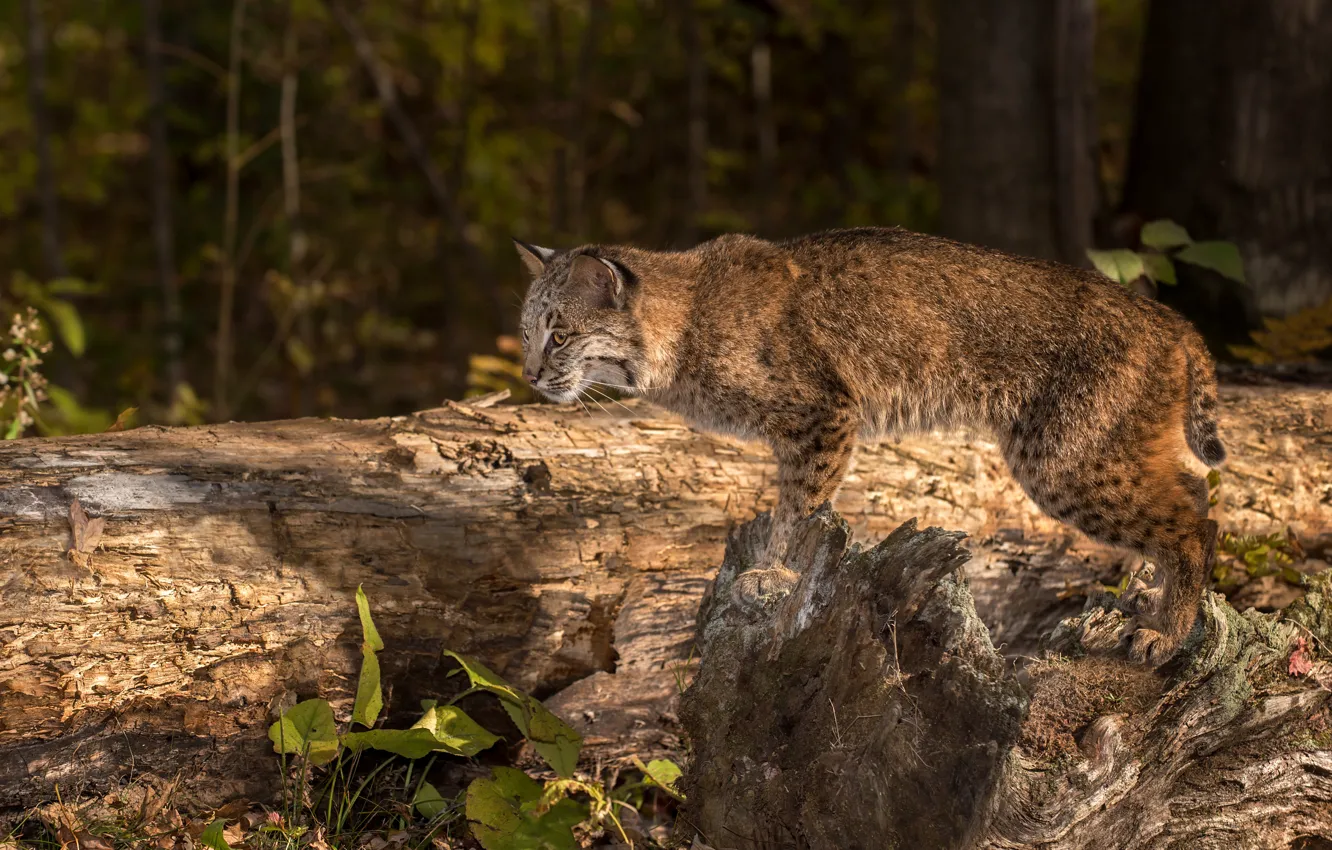 Photo wallpaper forest, trees, predator, red, lynx, Lynx rufus