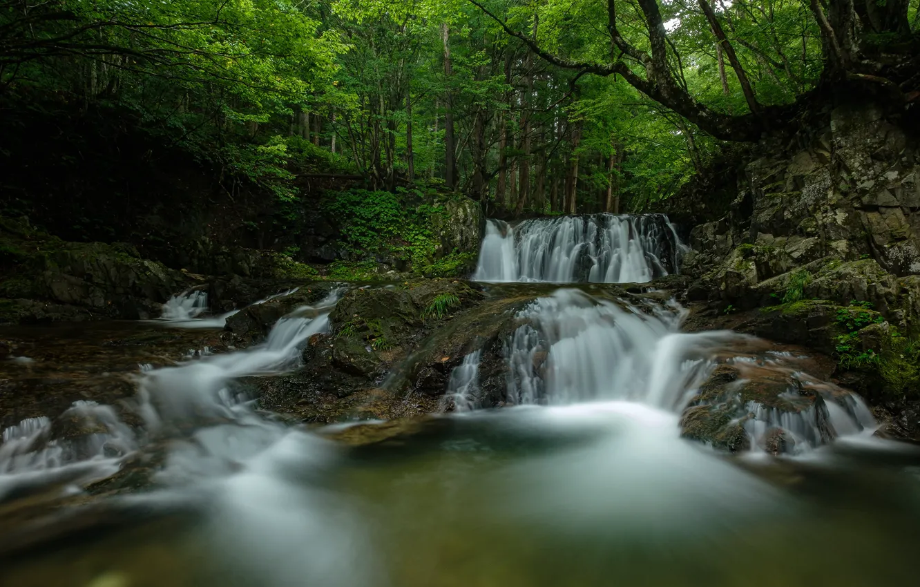 Photo wallpaper forest, trees, stones, waterfall