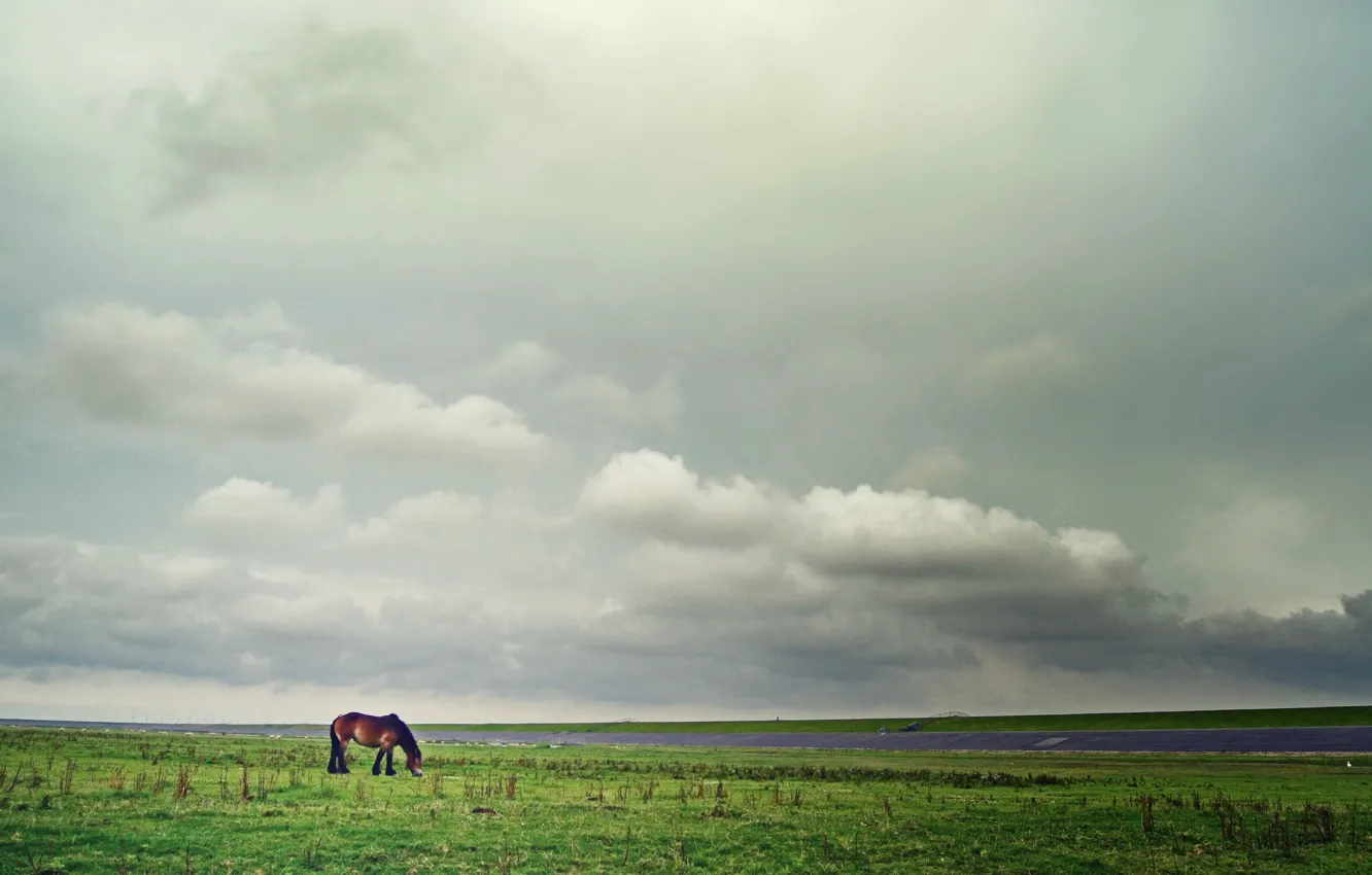 Photo wallpaper field, the sky, grass, clouds, horse, horizon