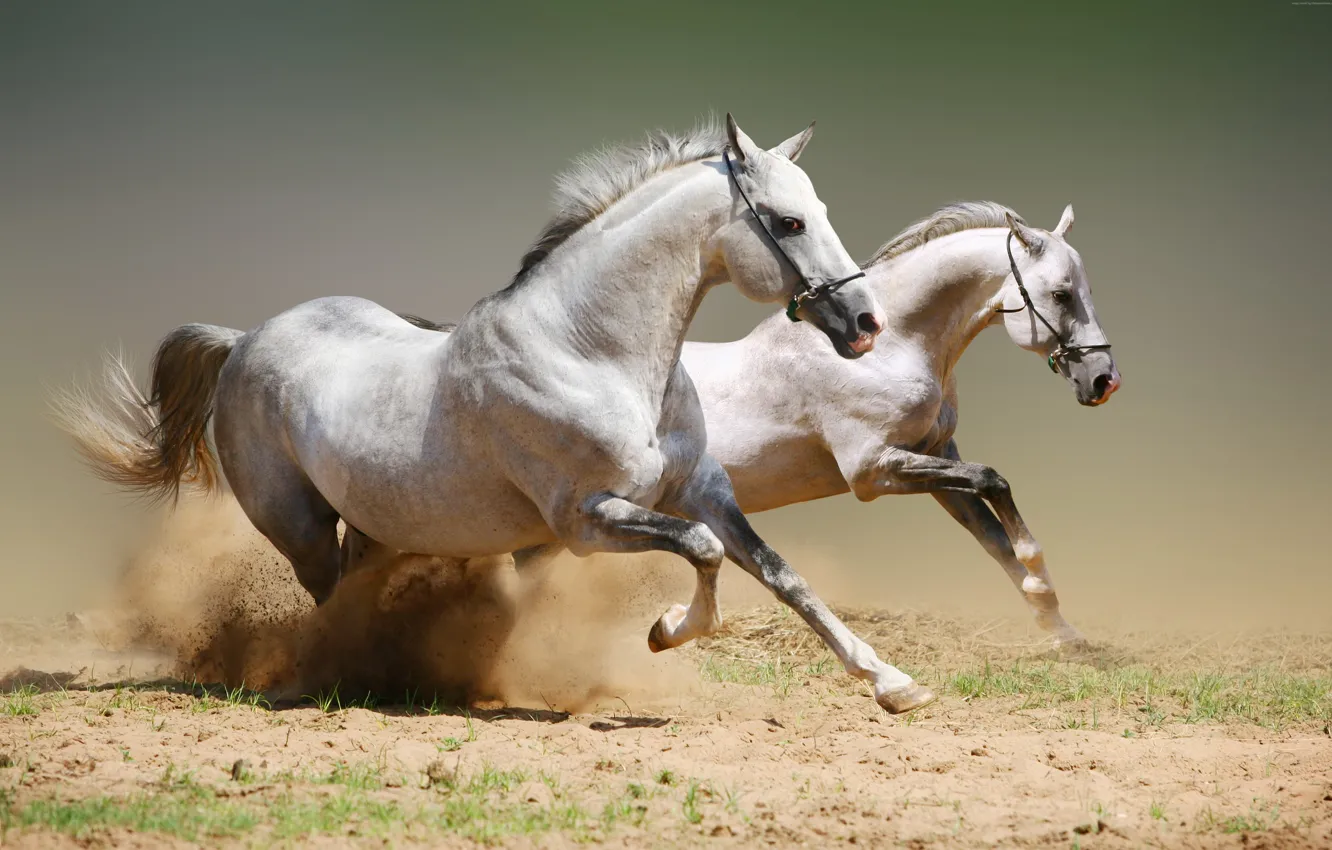Photo wallpaper field, horse, run