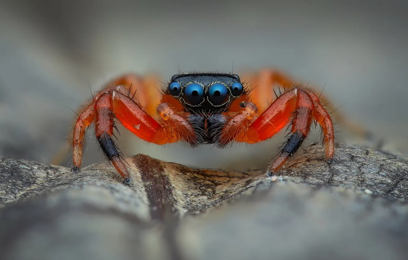 Photo wallpaper eyes, macro, red, background, leaf, spider, jumper, jumper