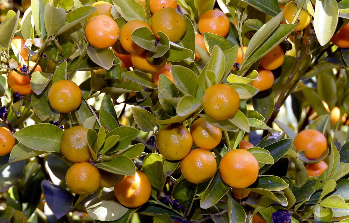 Photo wallpaper trees, fruit, tangerines, citrus