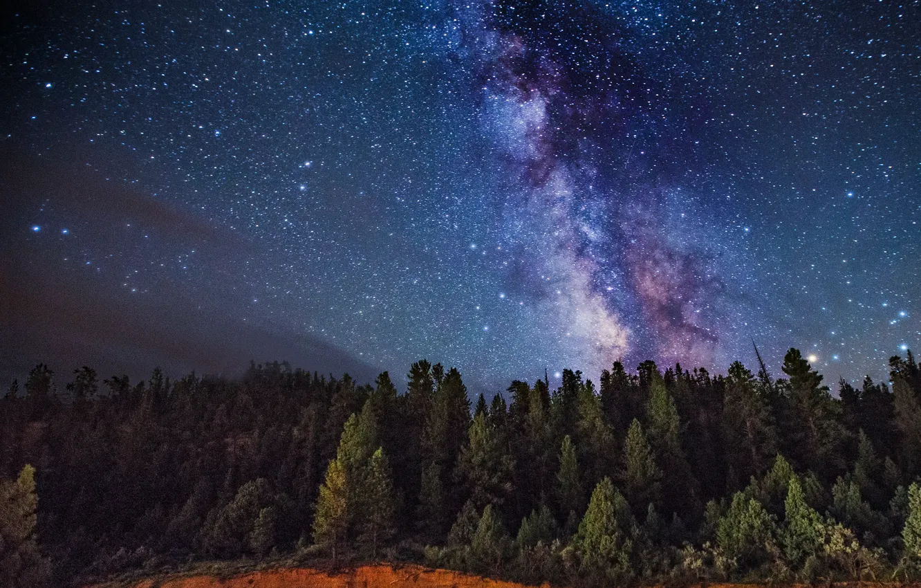 Photo wallpaper space, stars, trees, the milky way, secrets